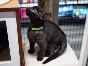 Rescue Domestic Short Hair Cats for Adoption in Calgary, Alberta - Dodger | PetCurious