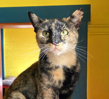 Rescue Tortoiseshell Cats for Adoption in Alameda, California - Hazel | PetCurious