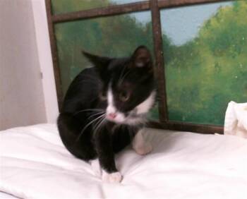 DUTCHESS -  Domestic Short Hair Cat for Adoption in Houston, Texas - DUTCHESS | PetCurious
