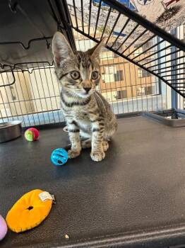Ethan -  Domestic Short Hair Cat for Adoption in Bossier City, Louisiana - Ethan | PetCurious