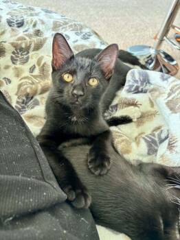 Chevy -  Domestic Short Hair Cat for Adoption in Fort Worth, Texas - Chevy | PetCurious