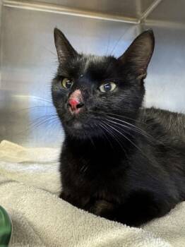 Rescue Domestic Short Hair Cats for Adoption in Roseville, California - Rudolph | PetCurious