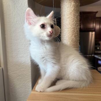 Domestic Medium Hair and Siamese Cats Available for Adoption in Missouri City, Texas - Tullio | PetCurious