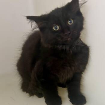 Clover -  Domestic Long Hair Cat for Adoption in Charles City, Iowa - Clover | PetCurious