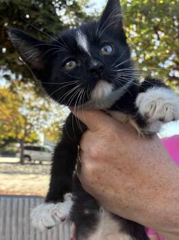Rescue Domestic Medium Hair Cats for Adoption in Santa Cruz, California - Squeak | PetCurious