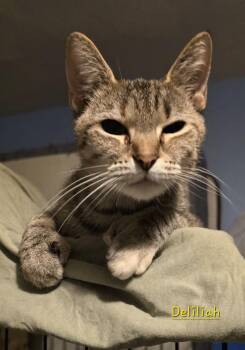 Delilah -  Domestic Short Hair Cat for Adoption in Lorain, Ohio - Delilah | PetCurious