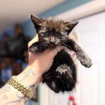 Smalls -  Domestic Short Hair Cat for Adoption in Port Richey, Florida - Smalls | PetCurious