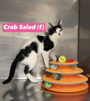 Crab Salad -  Domestic Short Hair and Bombay Cat for Adoption in Montville, New Jersey - Crab Salad | PetCurious