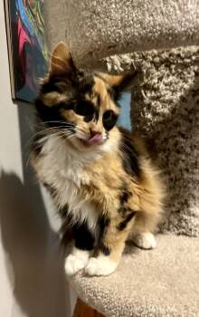 Domestic Long Hair Cats Available for Adoption - Maddy | PetCurious