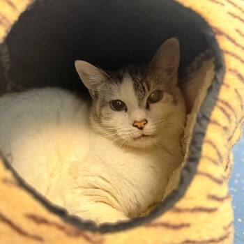 Angel -  Domestic Short Hair and Siamese Cat for Adoption in Watertown, New York - Angel | PetCurious