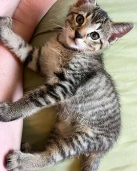 Fonzie -  Domestic Short Hair Cat for Adoption in Courtenay, British Columbia - Fonzie | PetCurious
