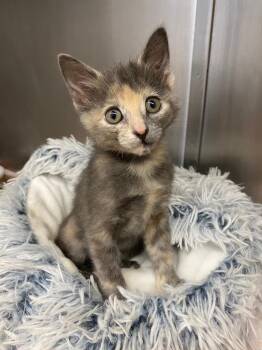 Shrimp Bizkit -  Domestic Short Hair Cat for Adoption in Grants Pass, Oregon - Shrimp Bizkit | PetCurious