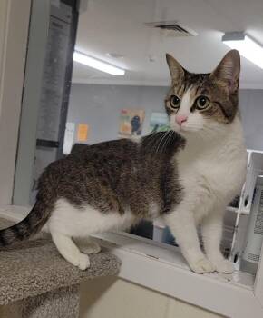 Domestic Short Hair Cats Available for Adoption in Sandusky, Ohio - Mimosa | PetCurious