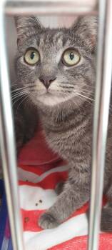 Allen Cat 2(Squirrel) -  Domestic Short Hair Cat for Adoption in Mocksville, North Carolina - Allen Cat 2(Squirrel) | PetCurious