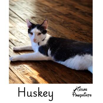Husky -  Tuxedo Cat for Adoption in Dallas, Texas - Husky | PetCurious