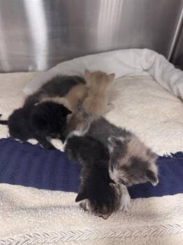 Domestic Short Hair Cats Available for Adoption in Thousand Palms, California - A1919119 | PetCurious