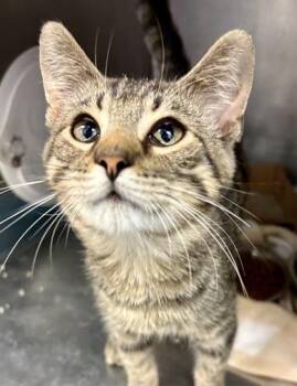 Timbob -  Domestic Short Hair Cat for Adoption in Lafayette, Indiana - Timbob | PetCurious