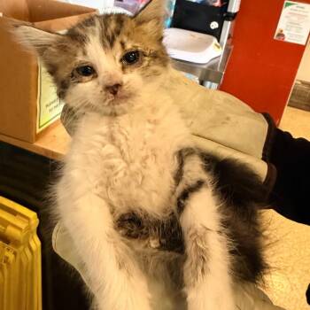 IVHS-Stray-144170 -  Domestic Short Hair Cat for Adoption in San Gabriel, California - IVHS-Stray-144170 | PetCurious