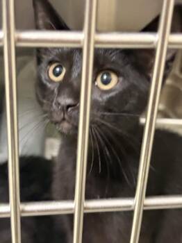 Domestic Short Hair Cats Available for Adoption in Memphis, Tennessee - Snickerdoodle | PetCurious