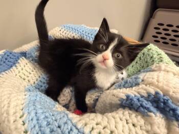 Florence -  Domestic Short Hair and Tuxedo Cat for Adoption in Batesville, Arkansas - Florence | PetCurious