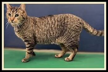 RICHMOND -  Domestic Medium Hair Cat for Adoption in Peoria, Illinois - RICHMOND | PetCurious