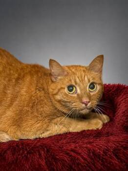 Garfield -  Domestic Short Hair Cat for Adoption in Bowling Green, Kentucky - Garfield | PetCurious