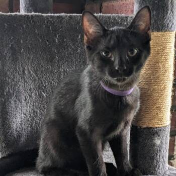 Grace -  Domestic Short Hair Cat for Adoption in Medina, Ohio - Grace | PetCurious