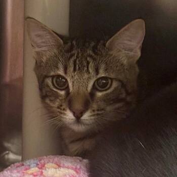Hydra -  Domestic Short Hair Cat for Adoption in Walnut Creek, California - Hydra | PetCurious
