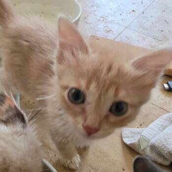 Domestic Medium Hair Cats Available for Adoption in Melrose, Florida - Rachel | PetCurious