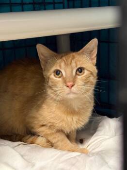 Max -  Domestic Short Hair Cat for Adoption in Hartford City, Indiana - Max | PetCurious