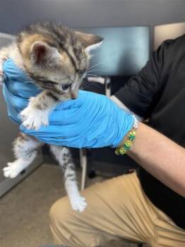 MEMPHIS -  Domestic Short Hair Cat for Adoption in San Antonio, Texas - MEMPHIS | PetCurious