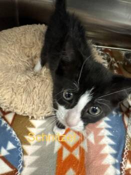Schnitzel -  Domestic Short Hair Cat for Adoption in Hilton Head Island, South Carolina - Schnitzel | PetCurious