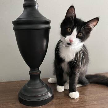 Sprinkles -  American Shorthair Cat for Adoption in Hull, Massachusetts - Sprinkles | PetCurious