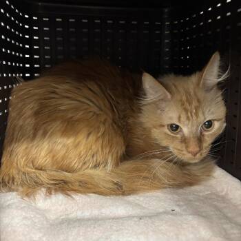 Domestic Long Hair Cats Available for Adoption in Spokane, Washington - Butterscotch | PetCurious