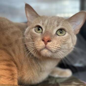 Blaze -  Domestic Short Hair and Mixed Breed Cat for Adoption in Matteson, Illinois - Blaze | PetCurious
