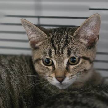 Cortez -  Domestic Short Hair Cat for Adoption in Muncie, Indiana - Cortez | PetCurious
