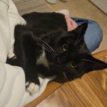 Rescue Domestic Short Hair Cats for Adoption in Little Mountain, South Carolina - Baby 4.0 | PetCurious