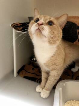 Domestic Short Hair Cats Available for Adoption - Noah Kahan | PetCurious