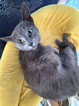Domestic Short Hair and Russian Blue Cats Available for Adoption in Chicago, Illinois - Ant | PetCurious