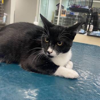 WAGS-Stray-23486_2 -  Domestic Short Hair Cat for Adoption in Westminster, California - WAGS-Stray-23486_2 | PetCurious