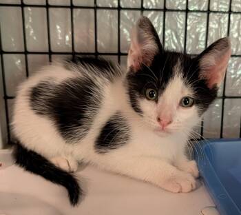 Domestic Short Hair Cats Available for Adoption in Apopka, Florida - Sriracha 2.15.26 | PetCurious