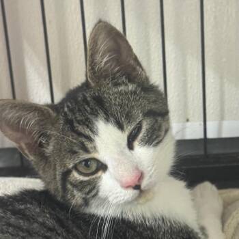 Domestic Short Hair Cats Available for Adoption in Ridgely, Maryland - Foo Yung | PetCurious