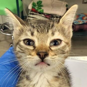 108638 -  Domestic Short Hair Cat for Adoption in Las Cruces, New Mexico - 108638 | PetCurious