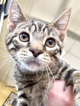 Leonardo -  Domestic Short Hair Cat for Adoption in New Orleans, Louisiana - Leonardo | PetCurious