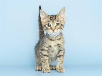 FAITH -  Domestic Short Hair Cat for Adoption in Phoenix, Arizona - FAITH | PetCurious