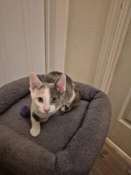 Chili -  Domestic Short Hair Cat for Adoption in Lancaster, California - Chili | PetCurious