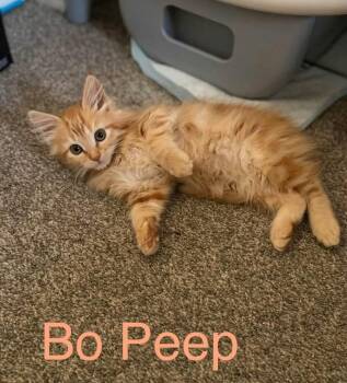 Bo Peep -  Domestic Medium Hair Cat for Adoption in Reno, Nevada - Bo Peep | PetCurious