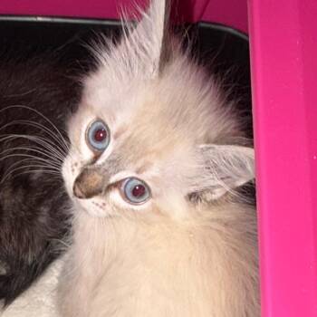 Cinderella -  Domestic Long Hair and Ragdoll Cat for Adoption in Santa Susana, California - Cinderella | PetCurious