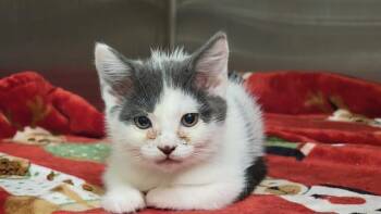AARDVARK -  Domestic Short Hair Cat for Adoption in Tustin, California - AARDVARK | PetCurious
