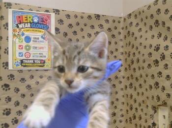 EXCELSIOR -  Domestic Short Hair Cat for Adoption in Sacramento, California - EXCELSIOR | PetCurious